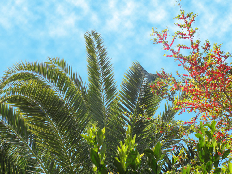 Berries and Palm Leaves
