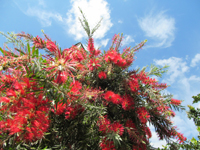Bottlebrush Tree