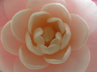 Camillia Blossom