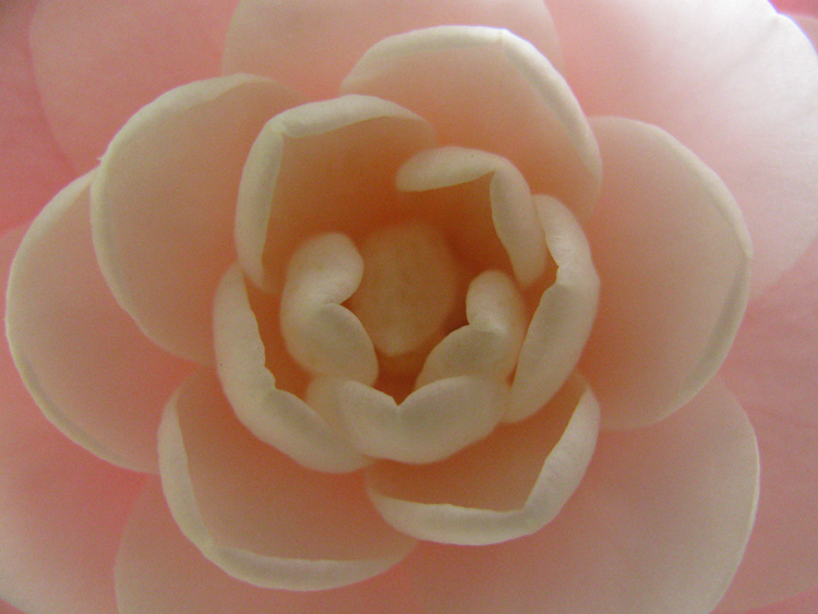 Camellia Blossom