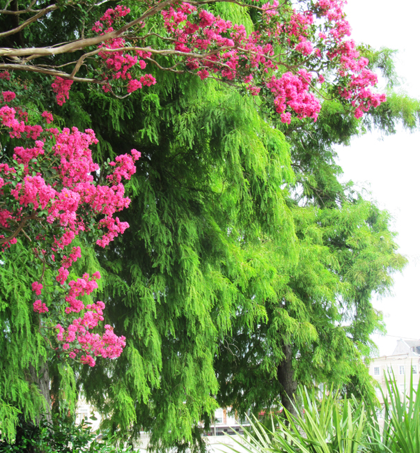 Crape Myrtle And Cypress