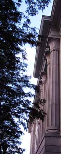 Customs House Cypresses