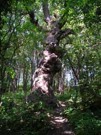 Old Knobby Tree