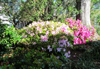 Azaleas In Latrobe Park