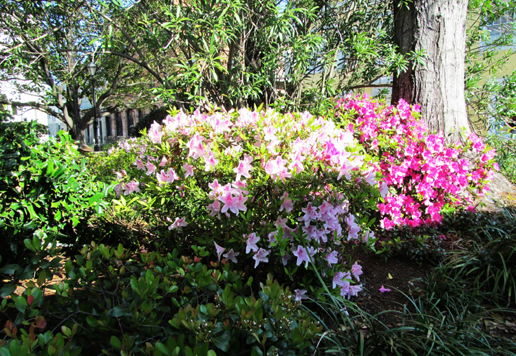 Azaleas In Latrobe Park