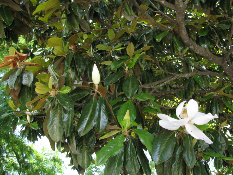Magnolias