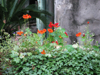 Nasturtiums