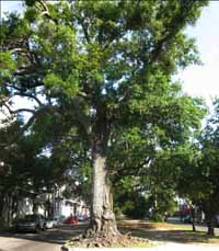 In the Neutral Ground