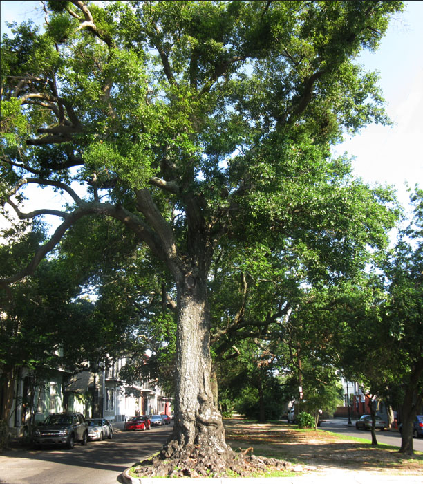 In the Neutral Ground