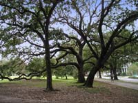 Oaks in Coliseum Park