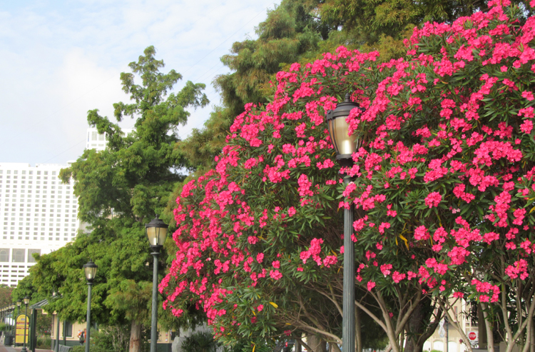 Oleander And Cypress