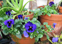 Pansies