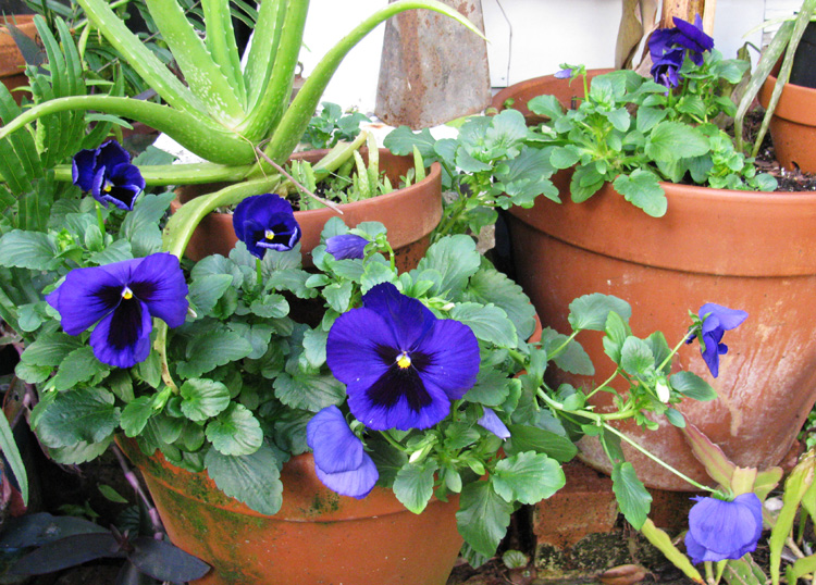 Pansies