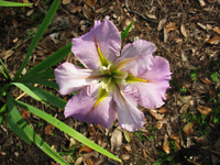Light Lavender Iris