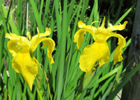 Yellow Iris Flowers