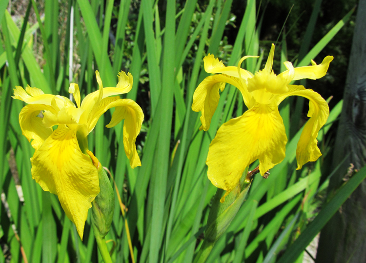 Yellow Iris Flowers