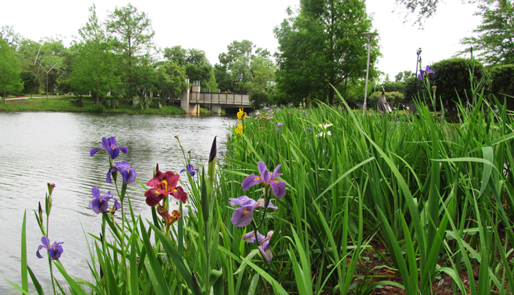 Iris Flowers Near a Bridge