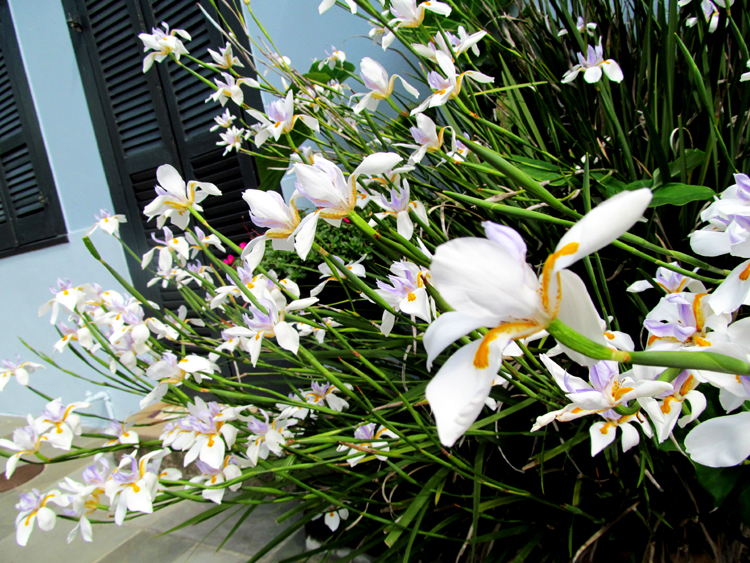 White Iris Flowers