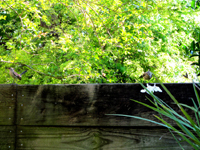 Mockingbirds And Iris Flower