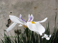 Water Iris