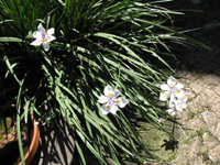 Iris Flowers In Bright Sun