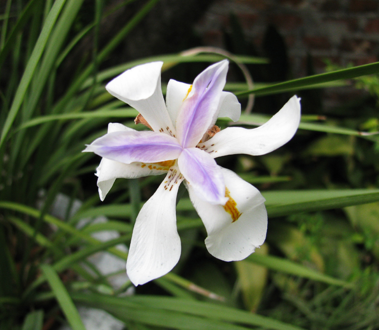 Purple And White Iris