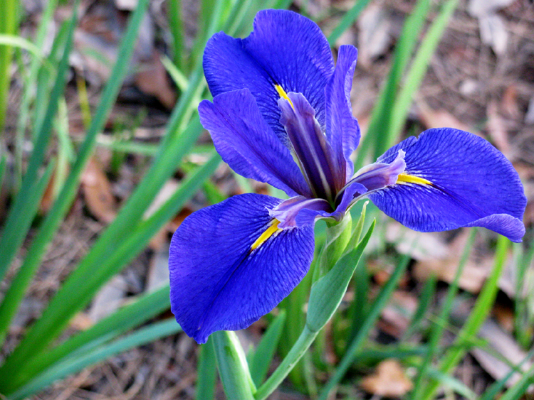 Blue Iris