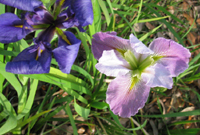 Iris Flowers