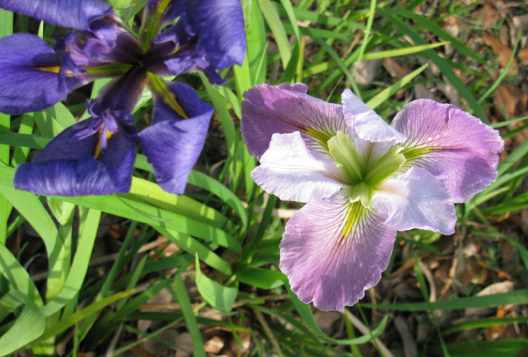 Iris Flowers