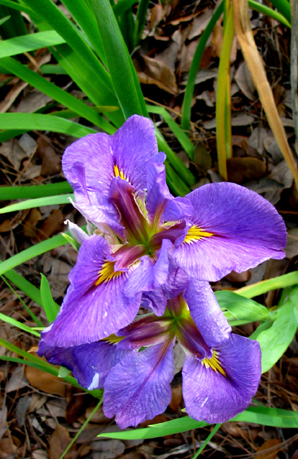 Purple Iris Flowers