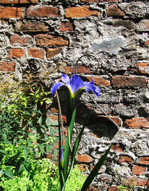 Blue Iris Brick Wall